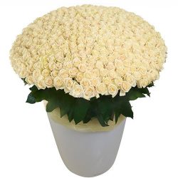 товар 301 белая роза в большом вазоне