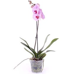 товар Орхидея