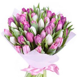 букет 49 тюльпанов белых и розовых