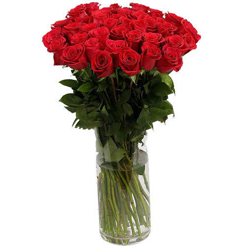 фото товара Троянда імпортна червона (поштучно) | «Київ Роза»