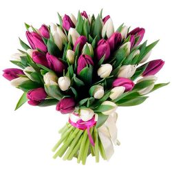 Фото товара 51 біло-пурпурний тюльпан (зі стрічкою) в Киеве