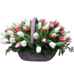 Фото товара 51 бело-розовый тюльпан в корзине в Киеве