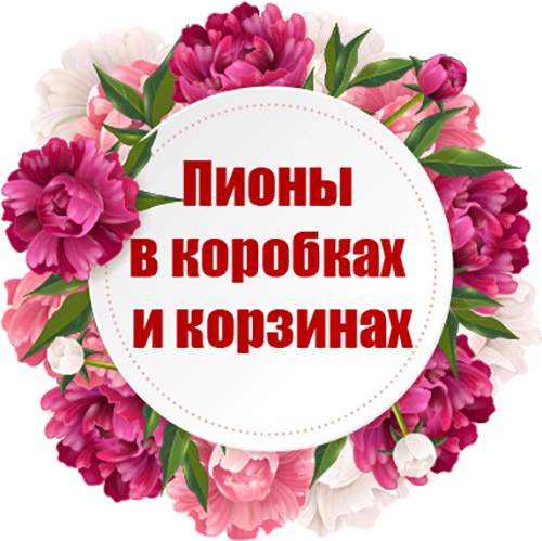 категория товаров Пионы в коробках и корзинах | «Киев Роза»