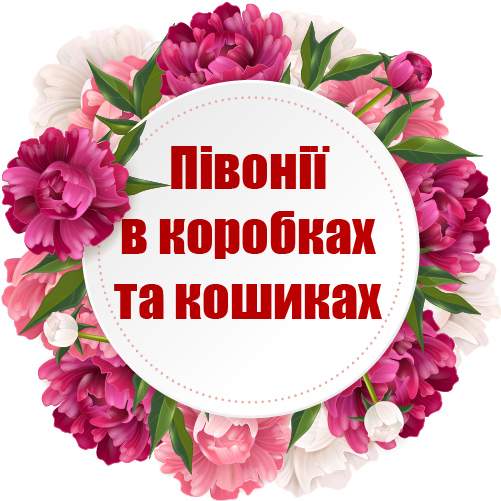 категория товаров Півонії в коробках та кошиках | «Киев Роза»